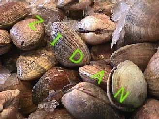 snail-sea.jpg