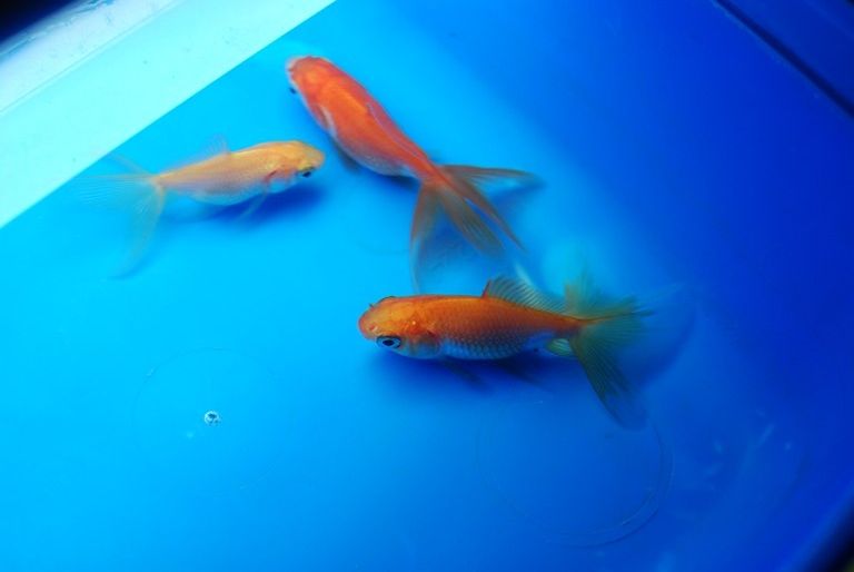 Watonai Goldfish - General Aquarium Discussion - QLD Aquarium Forum