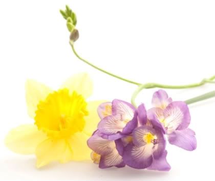 photo daffodile-1.jpg