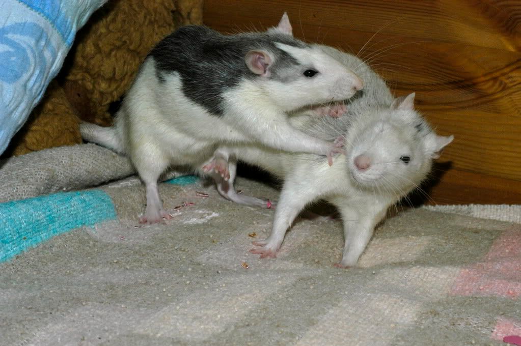 rat fight photo: fight DSC_7833.jpg