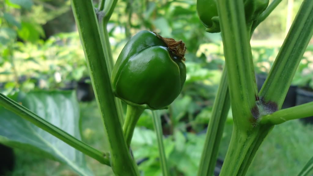 Straight up, yo! Growing Hot Peppers The Hot Pepper