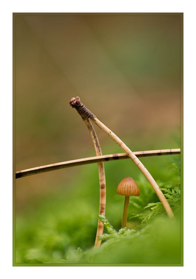 Fotografie