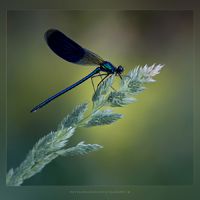 Fotografie