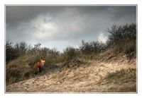 Fotografie
