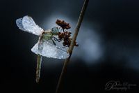 Fotografie