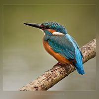Fotografie