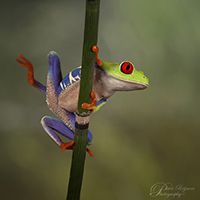 Fotografie