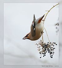Fotografie