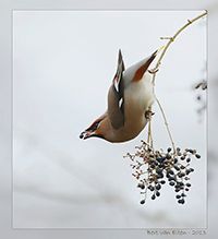 Fotografie