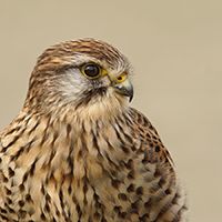 Fotografie