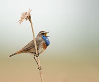 Fotografie