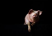 Fotografie