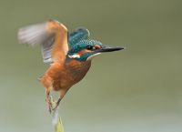 Fotografie