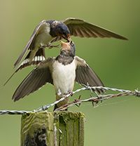 Fotografie