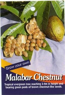 Malabar-Chestnut_zps8a4a9383.jpg