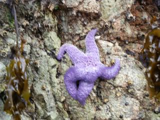 Lavender Starfish '11