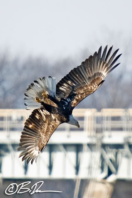 Alma Wisconsin eagles