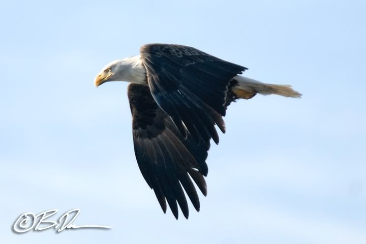 Alma Wisconsin eagles