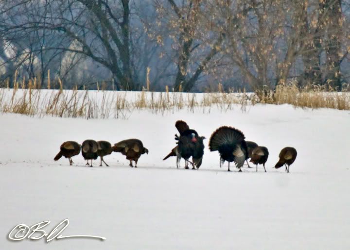 Wright County MN Wild Turkeys