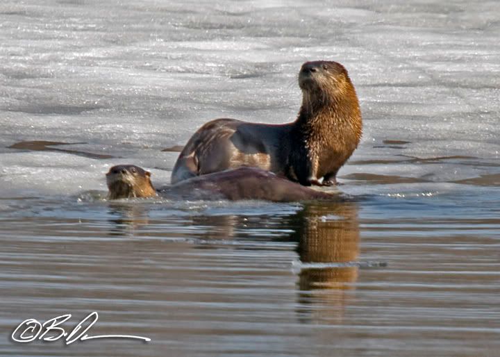 Lake Maria State Park otters  wildlife