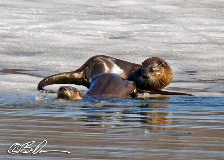 Lake Maria State Park otters  wildlife