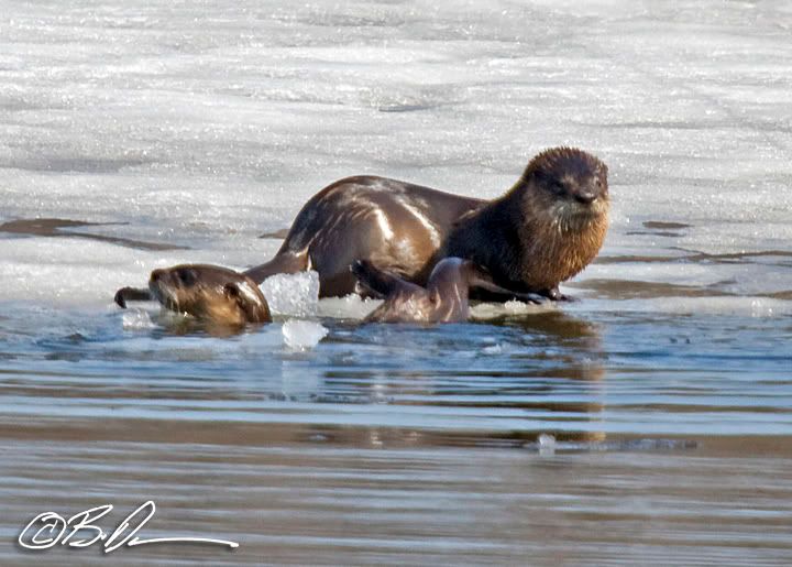 Lake Maria State Park otters  wildlife