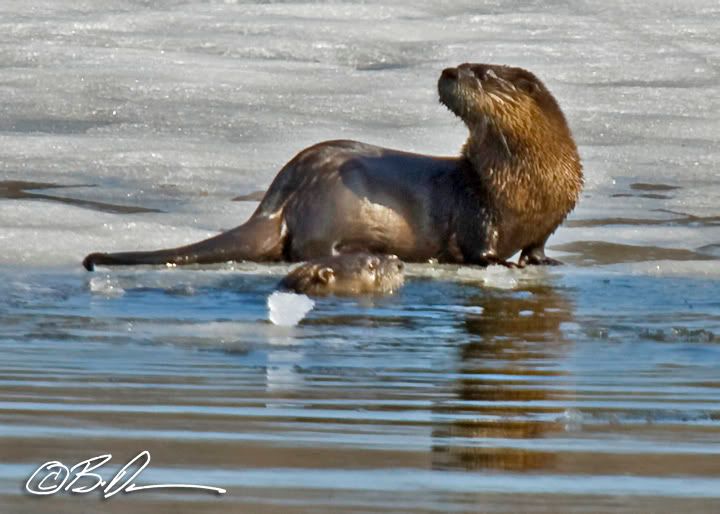 Lake Maria State Park otters  wildlife