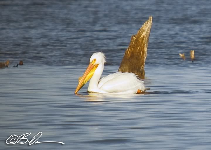 Black winged pelicans