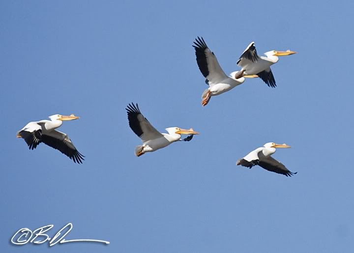 Black winged pelicans