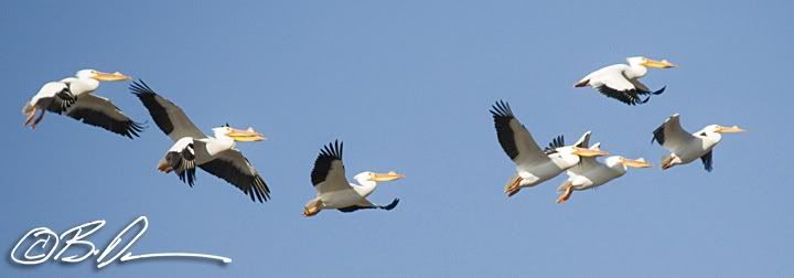 Black winged pelicans