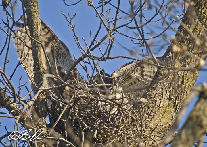 Great Horned Owl on nest