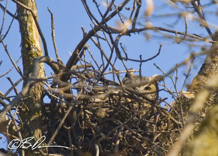 Great Horned Owl on nest