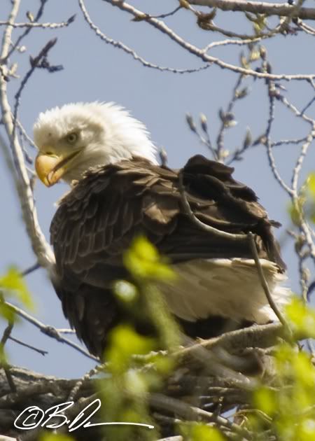 Bald eagle ney nature center