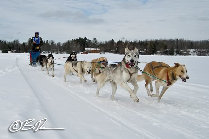 2011 Mid MN 150 Melvin Mickelson musher