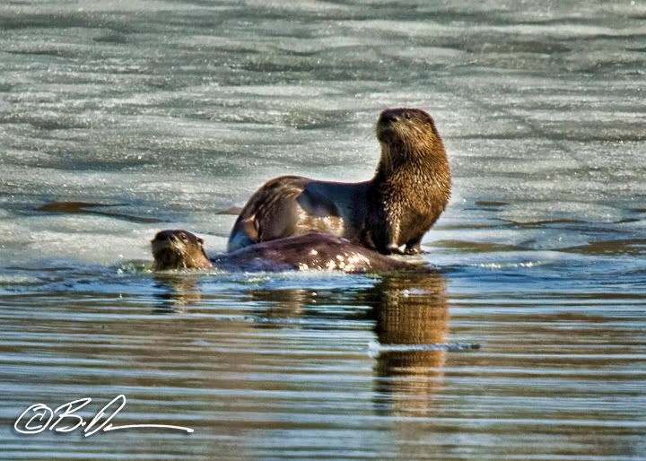 Lake Maria State Park otters wildlife
