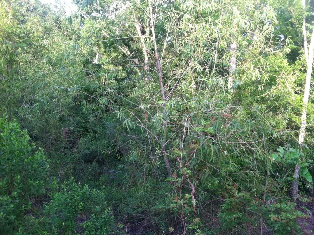 Pricing land clearing, Dozer vs Mulcher. Lawn Care Forum