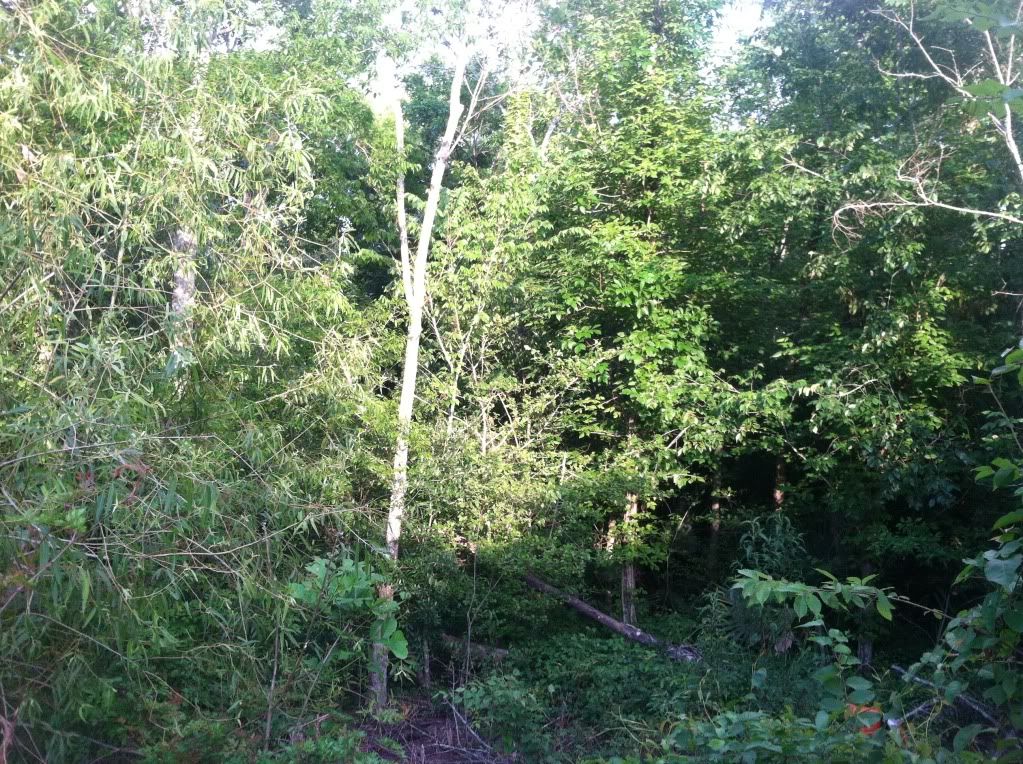 Pricing land clearing, Dozer vs Mulcher. Lawn Care Forum