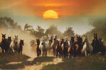 Wild-Horses Pictures, Images and Photos